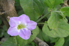 Asystasia gangetica